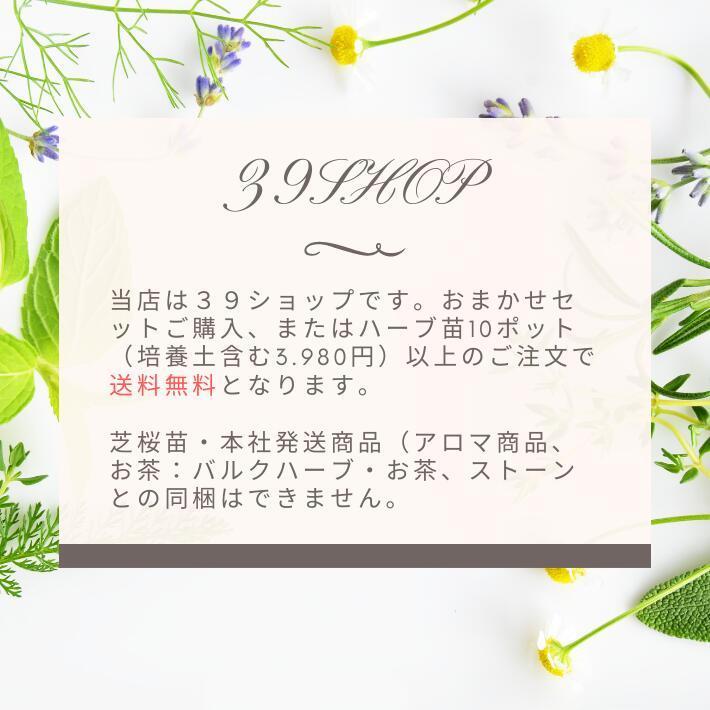 日本全国送料無料 ディル イノンド ハーブ苗 9vp 3号ポット Dill Wantannas Go Id