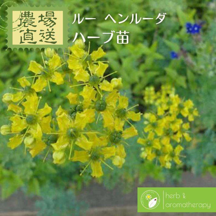 国内発送 バラの苗 バラに合うハーブ苗 ルー ヘンルーダ 3号ポット 1