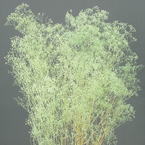 再入荷 ハーバリウム 花材 ソフトミニカスミ草 ミントグリーン Babylonrooftop Com Au