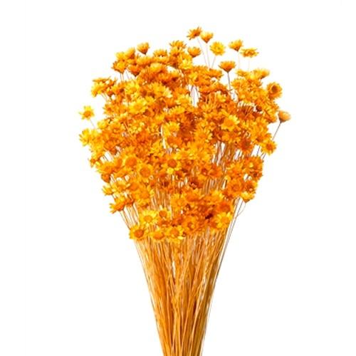 ハーバリウム 花材 スターフラワー・ブロッサム オレンジ : staorange 