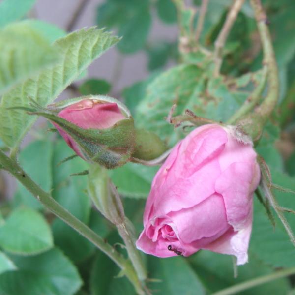 チャピたま様 プラナロム ローズオットー、ユーカリラディアタ