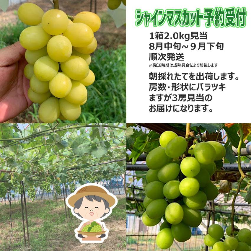 訳あり シャインマスカット 産地直送 予約受付 約2kg(3房見当) 島根県