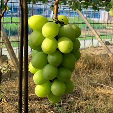 訳あり シャインマスカット 産地直送 約2kg(3〜4房見当) 島根県産 ご