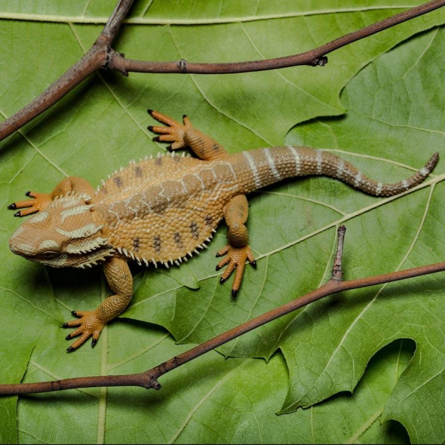 Collecta 567 フトアゴヒゲトカゲ 日本未入荷