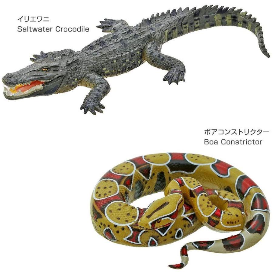 カロラータ 爬虫類 フィギュア ボックス 8種 立体図鑑 訳ありセール格安 解説書付き トカゲ ワニ リアル カメ カメレオン おもちゃ 図鑑