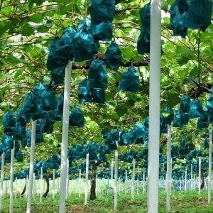 令和7年産予約 10月上旬発送開始 シャインマスカット ギフト 晴王800g前後 送料無料 岡山びほく産 化粧箱1房 得トク0706