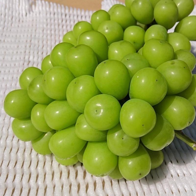 令和7年産予約 10月上旬発送開始 シャインマスカット晴王 2kg