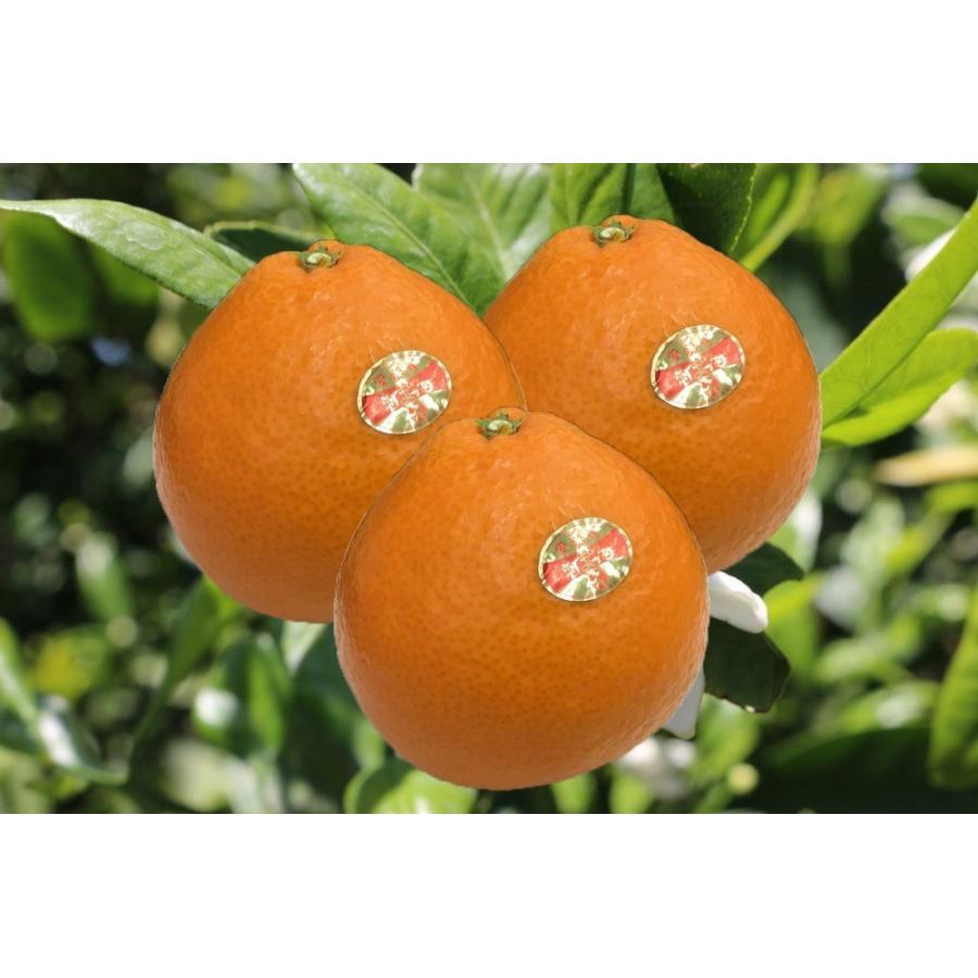 激安きたーー‼️最強コラボ‼️紅まどんな約5k真穴みかん約5kセット8888円8 2026 初春 ギフト 寒中見舞 紅まどんな（愛媛ブランド・優4Lサイズ