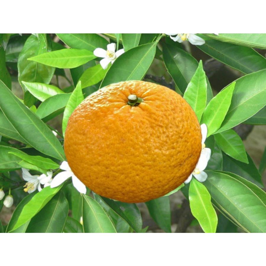 特価品コーナー あまかん 甘夏みかん 特価 愛媛産 瀬戸内 ２ｌサイズ ５ｋｇ入 ご贈答用 ご家庭用におすすめです Aynaelda Com