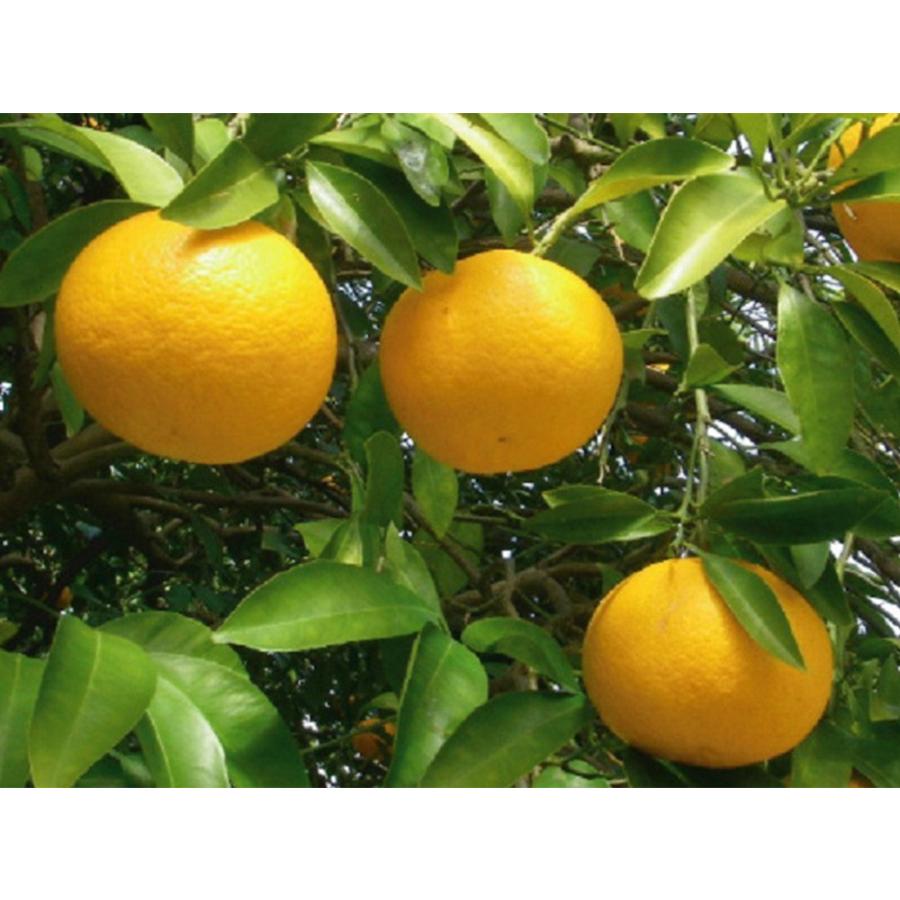 特価品コーナー あまかん 甘夏みかん 特価 愛媛産 瀬戸内 ２ｌサイズ ５ｋｇ入 ご贈答用 ご家庭用におすすめです Aynaelda Com