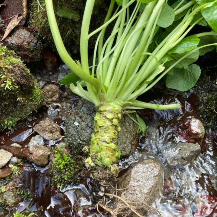 わさび漬け 醤油 １瓶１５０ｇ 島根県産 送料無料 クール便 農園直送 ご飯の友 島根県大田市ブランド わさび かじか農園 ワールドグルメショップ 通販 Yahoo ショッピング