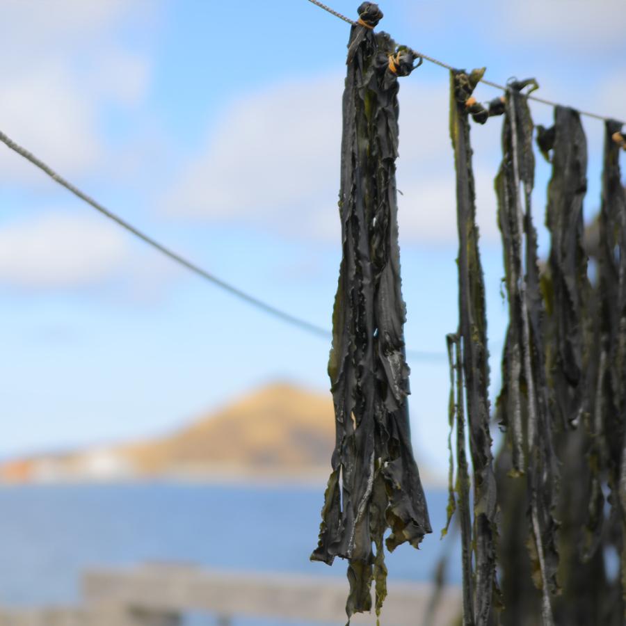 上田昆布 梅カム こんぶ しそ梅味 1袋10g 14袋 北海道産昆布使用