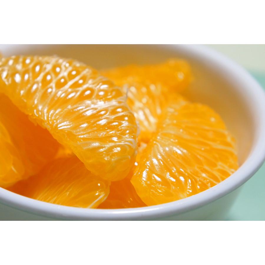 広島銘菓 因島の はっさくシャーベット 75g 12個セット 送料込み 銀座tau 広島県産 八朔シャーベット おりづるタワー人気商品 お土産 アイスクリーム、ジェラート 因島 はっさくシャーベット 60個 箱入り 常温商品 はっさく 八朔 フルーツシャーベット スイーツ アイス デザート シャーベット ゼリー お中元 ギフト プレゼント お土産 広島