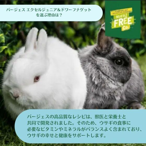Burgess エクセル ラビット ジュニア&ドワーフ 1.5kg うさぎ Burgess エクセル ラビット ジュニア&ドワーフ 1.5kg うさぎ