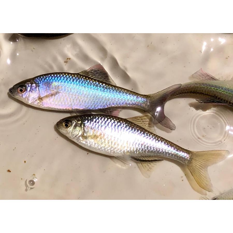イチモンジタナゴ 3〜5cm 3匹 （タナゴ）淡水魚 川魚 : ひばり観賞魚 