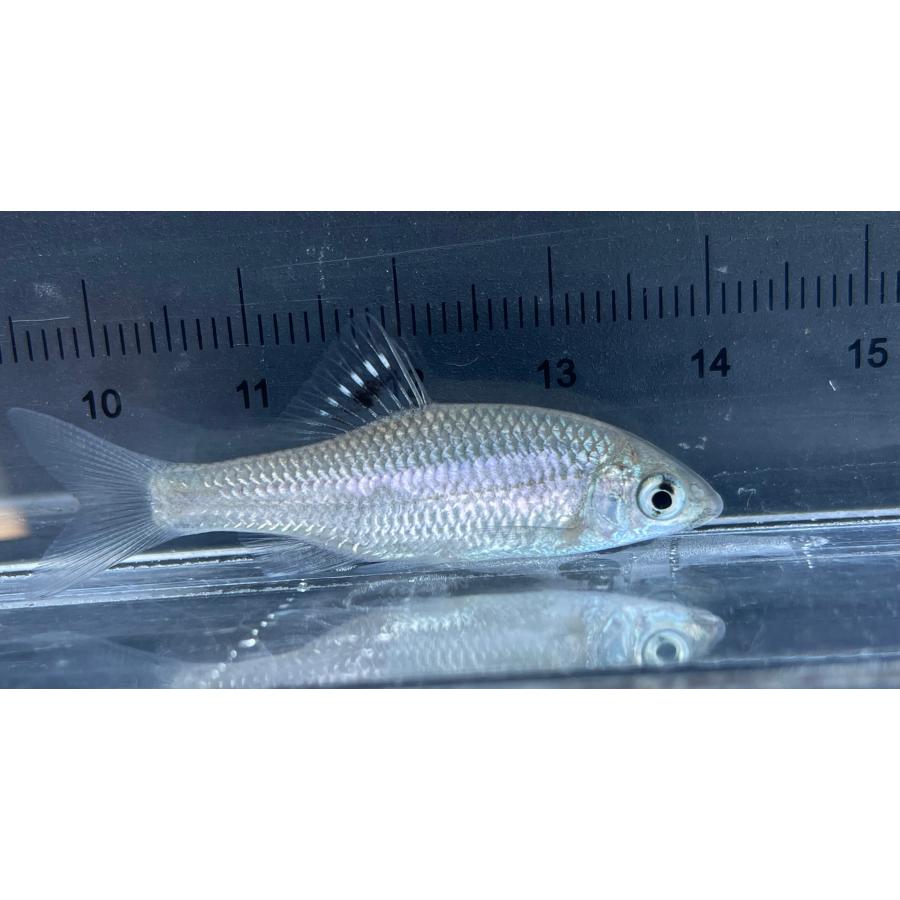 オオイチモンジタナゴ 3匹 （淡水魚） : ひばり観賞魚 - 通販 - Yahoo 