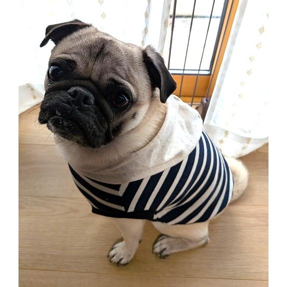 フレンチブルドッグ 服 おしゃれ かわいい 中型犬 春夏秋冬 パグ 究極