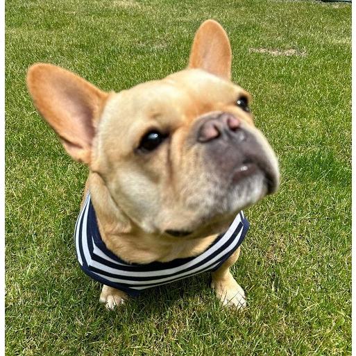 蚊よけ 防蚊加工 フレンチブルドッグ 服 濃紺ボーダー 袖なし 夏服 犬