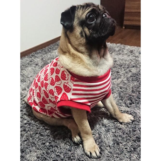 フレンチブルドッグ 服 夏 パグ 甘酸っぱいのがお好き イチゴマシマシ