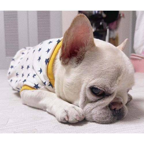 ⑱確認用ページ　ニット生地　ハンドメイド　犬服　フレブル　小型犬 ⑲確認用ページ ニット生地 ハンドメイド 犬服 フレブル 小型犬 ⑱確認