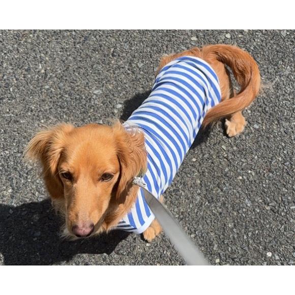 ダックスフンド服 ミニチュアダックスフンド 服 秋冬 国産 小型犬 ds