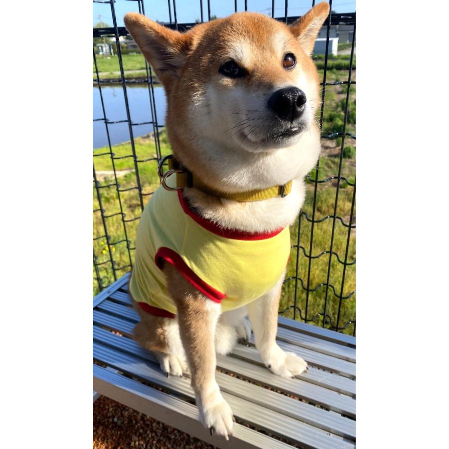 柴犬 服 夏 中型犬 安い 無地 お手軽シンプルTシャツ イエロー : 犬の服 首輪 犬のリードの通販hibi - 通販 - Yahoo!ショッピング