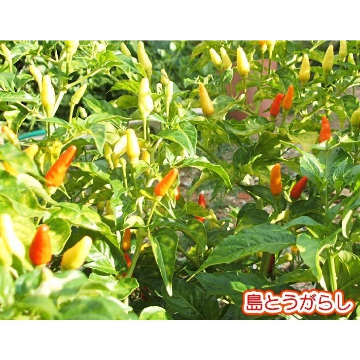 5 大好評 コーレーグース コーレーグス コーレグスー 島とうがらし 調味料 35g 10本 沖縄 お土産 Wantannas Go Id