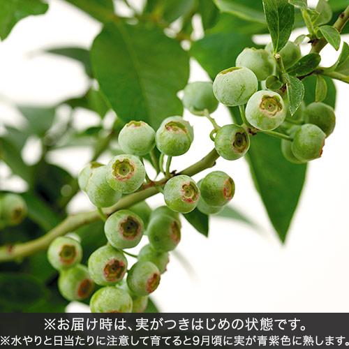 父の日 ギフト 花鉢 ブルーベリー2本植え 日比谷花壇公式ショップ｜hibiyakadan｜02