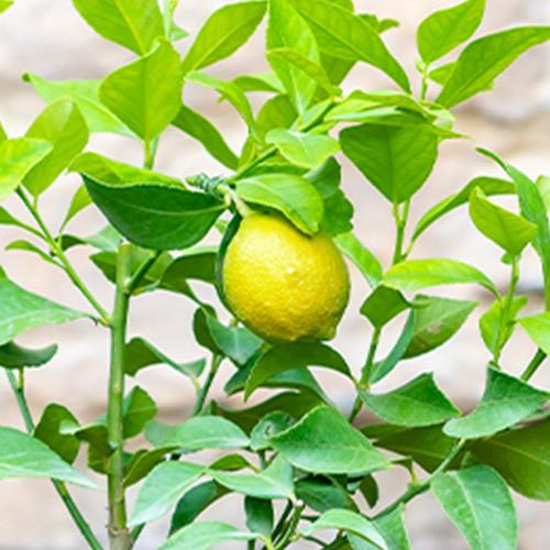 父の日 21 花 日比谷花壇 レモン鉢植え セール品