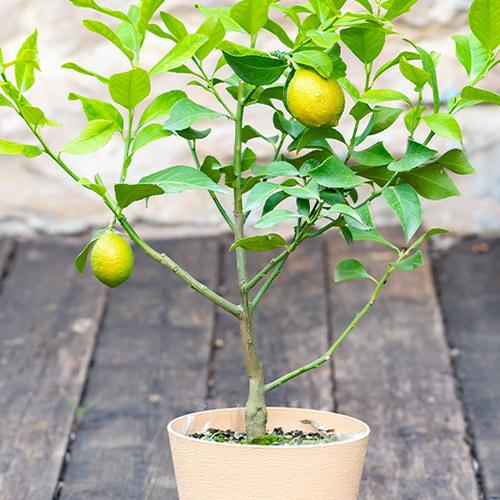 父の日 21 花 日比谷花壇 レモン鉢植え セール品