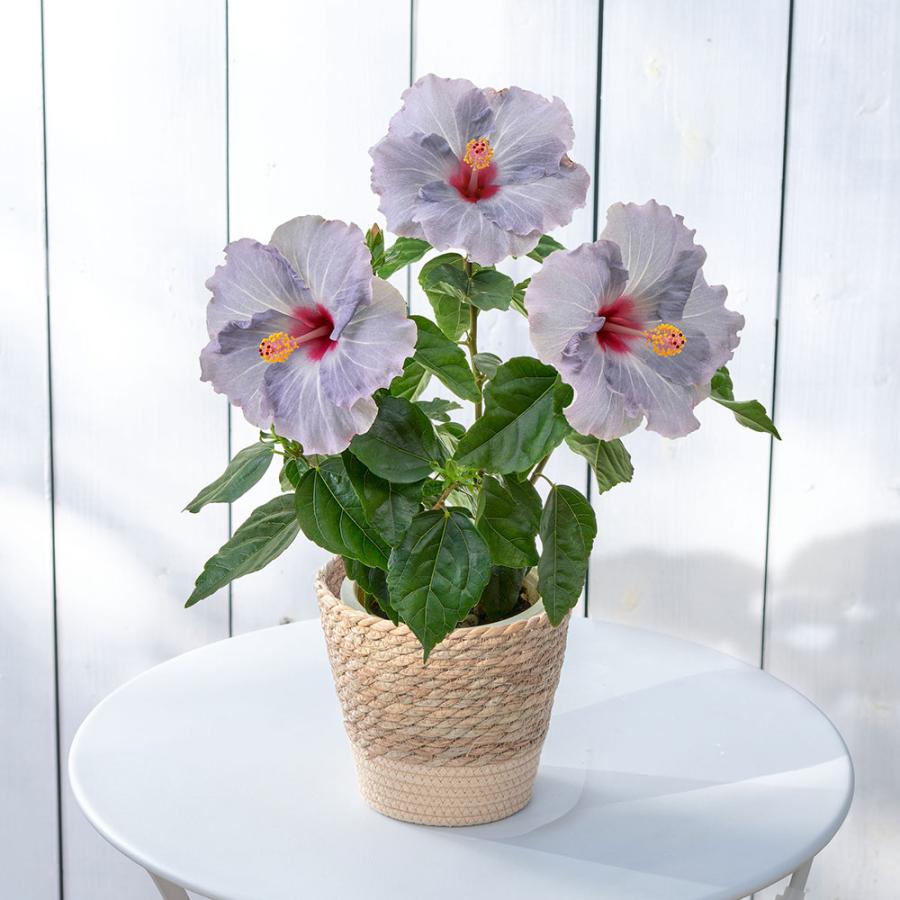 日比谷花壇（HIBIYA-KADAN） 【販売終了】【日比谷花壇公式】父の日 花