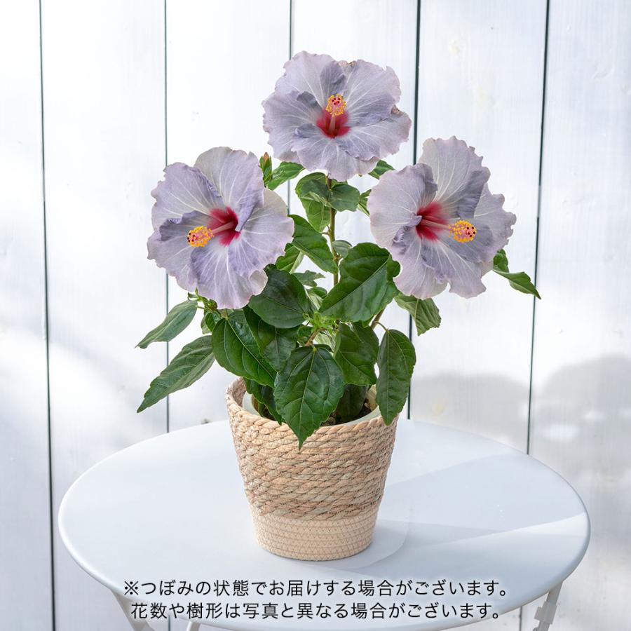 日比谷花壇（HIBIYA-KADAN） 【販売終了】【日比谷花壇公式】父の日 花