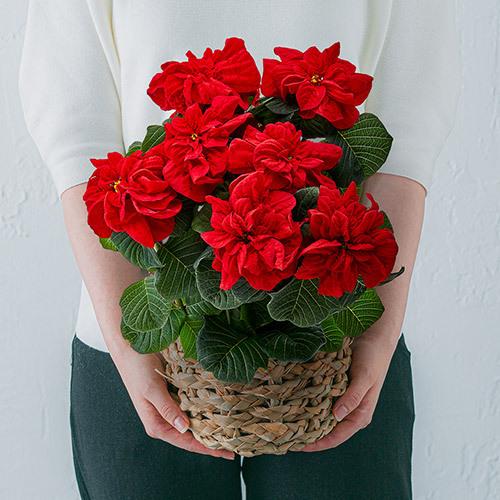 カード クリスマス 日比谷花壇 Paypayモール店 通販 Paypayモール 花 花鉢 ポインセチア ウィンターローズ