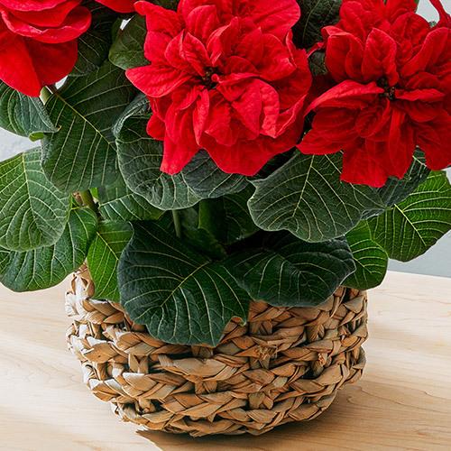 カード クリスマス 日比谷花壇 Paypayモール店 通販 Paypayモール 花 花鉢 ポインセチア ウィンターローズ