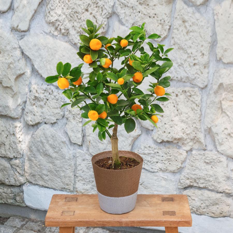 セール特別価格 敬老の日 プレゼント 花 キンカン 福寿金柑 5号 ギフト 日比谷花壇