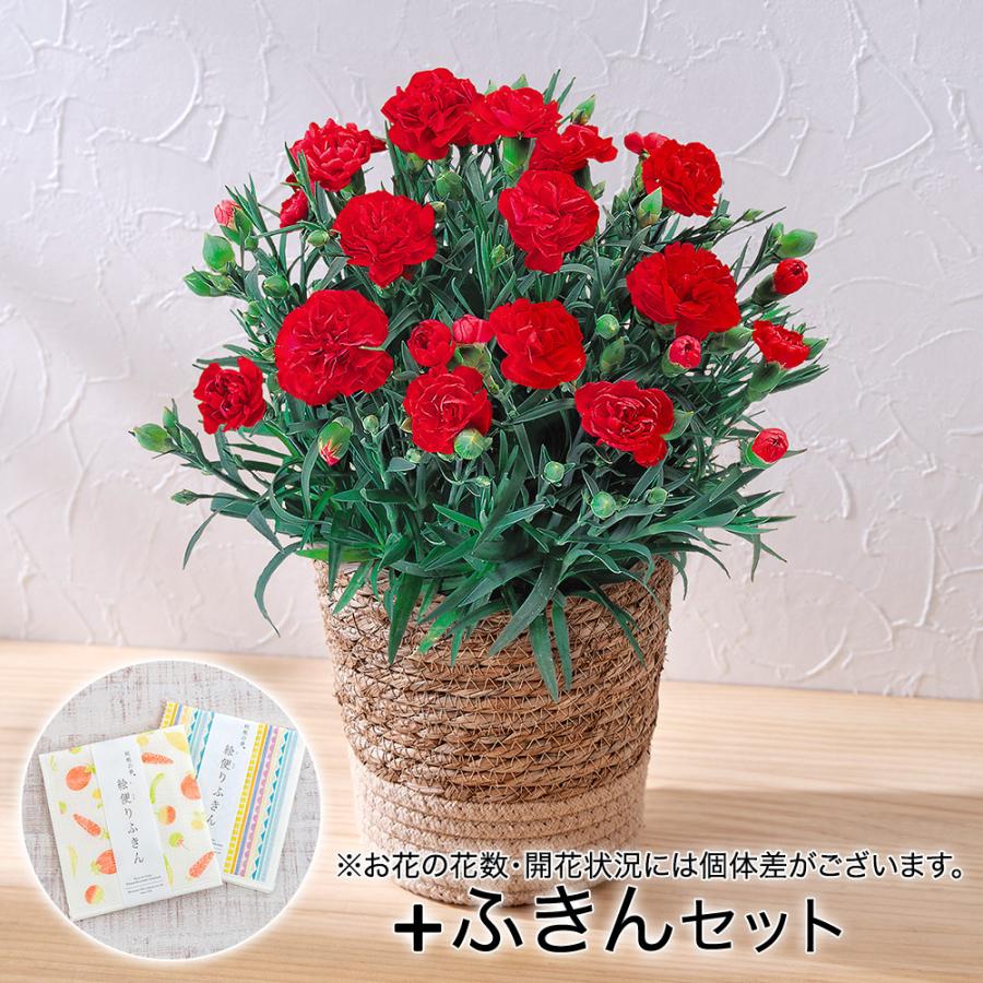 母の日 22 花 ギフト プレゼント カーネーション レッド 丸山繊維 絵便りふきん 付き Alliancaest
