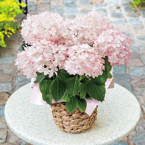 今だけボーナス5 母の日 21 花 ギフト プレゼント あじさい てまり咲き 日比谷花壇 日比谷花壇 Paypayモール店 通販 Paypayモール