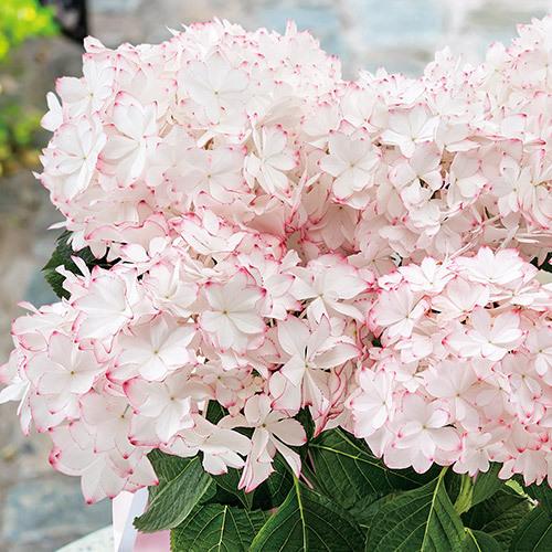 今だけボーナス5 母の日 21 花 ギフト プレゼント あじさい てまり咲き 日比谷花壇 日比谷花壇 Paypayモール店 通販 Paypayモール