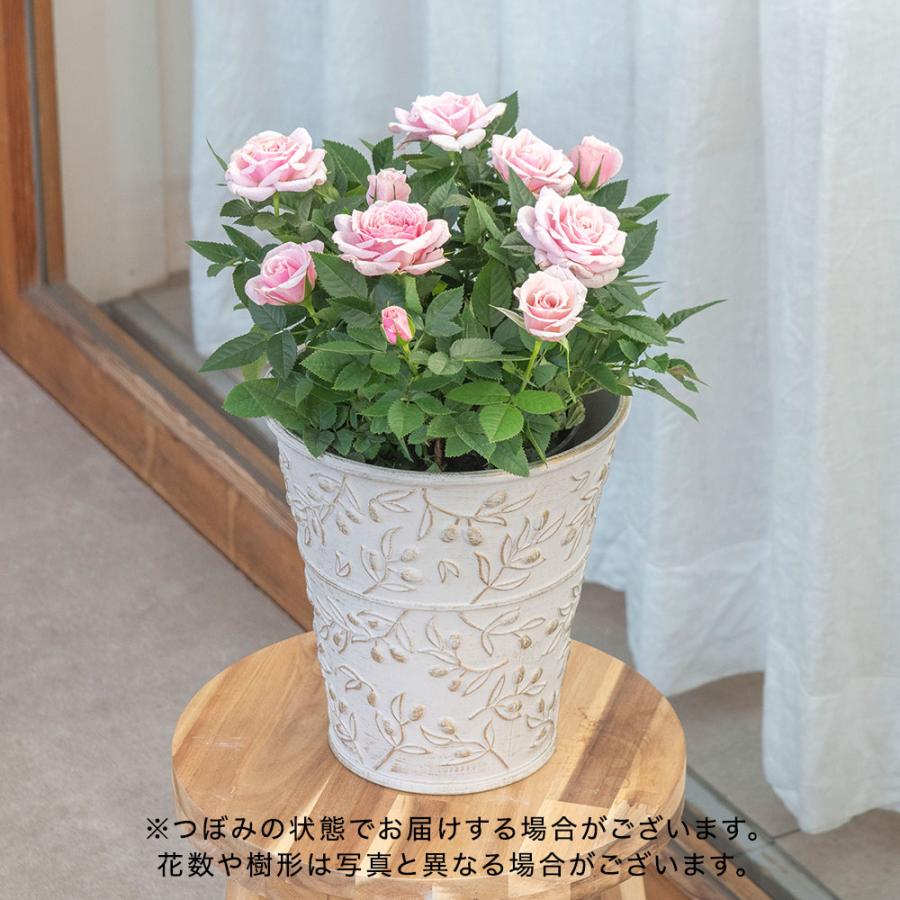 日比谷花壇（HIBIYA-KADAN） 【販売終了】【日比谷花壇公式】母の日