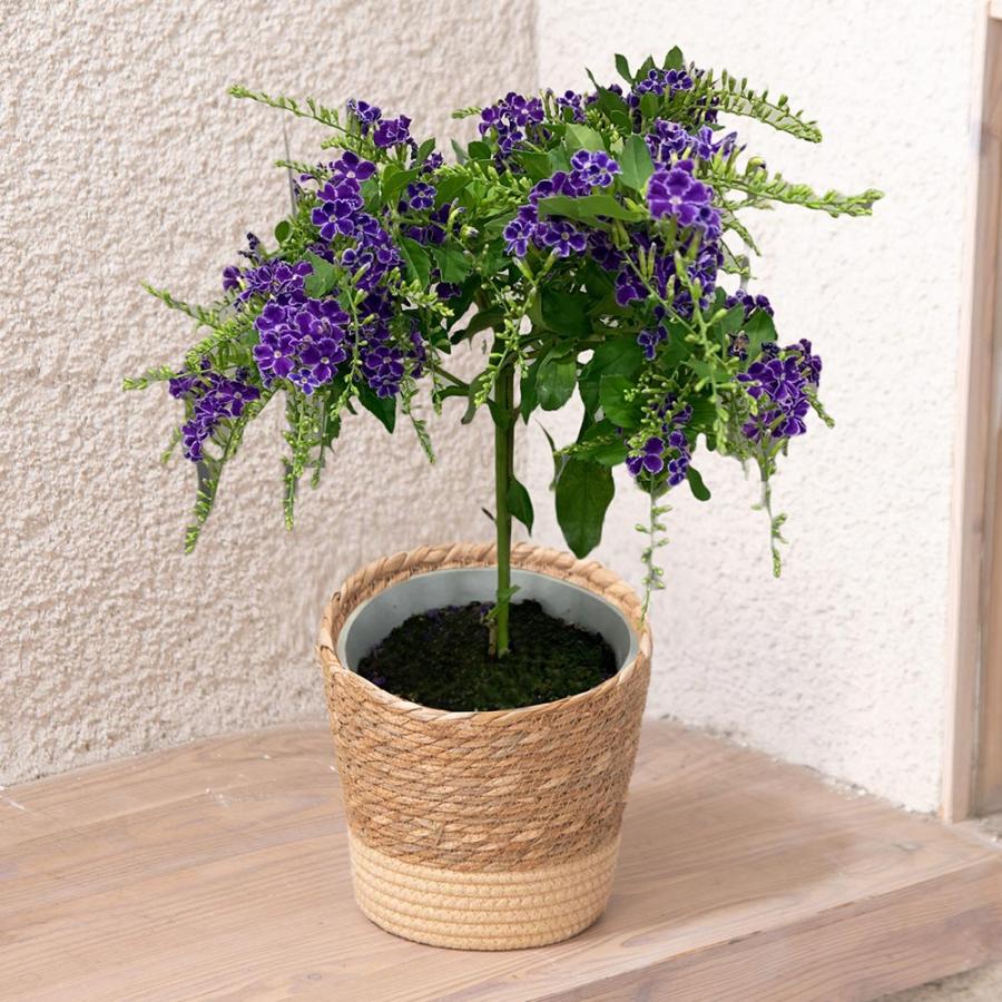 現金特価 母の日 22 花 ギフト プレゼント クルメツツジ ピクシー 紅白植え 安い購入 Www Sei Ba Gov Br