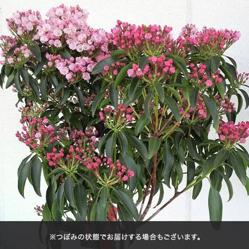 母の日 21 花 ギフト プレゼント カルミア 日比谷花壇 日比谷花壇 Paypayモール店 通販 Paypayモール