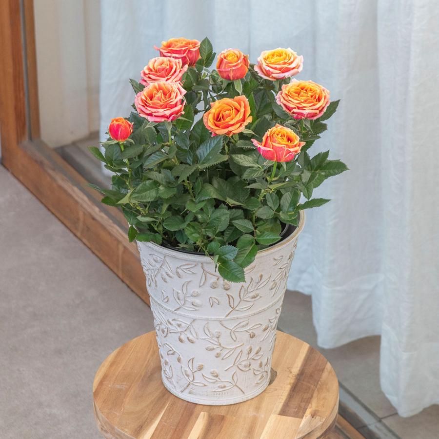 日比谷花壇（HIBIYA-KADAN） 【日比谷花壇公式】母の日 大西 隆