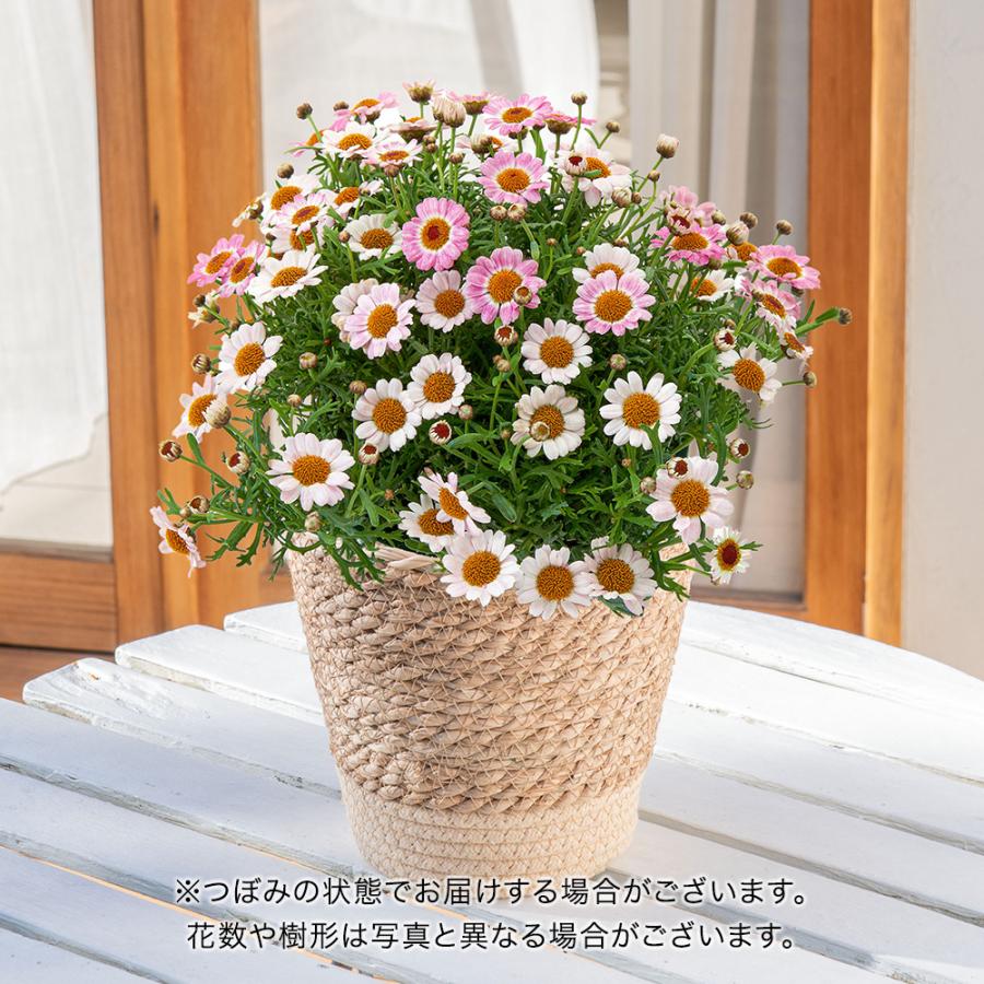 日比谷花壇 日比谷花壇公式 母の日 花鉢 マーガレット「はなまる 日比谷花壇 日比谷花壇公式 母の日 花鉢 マーガレット「はなまる