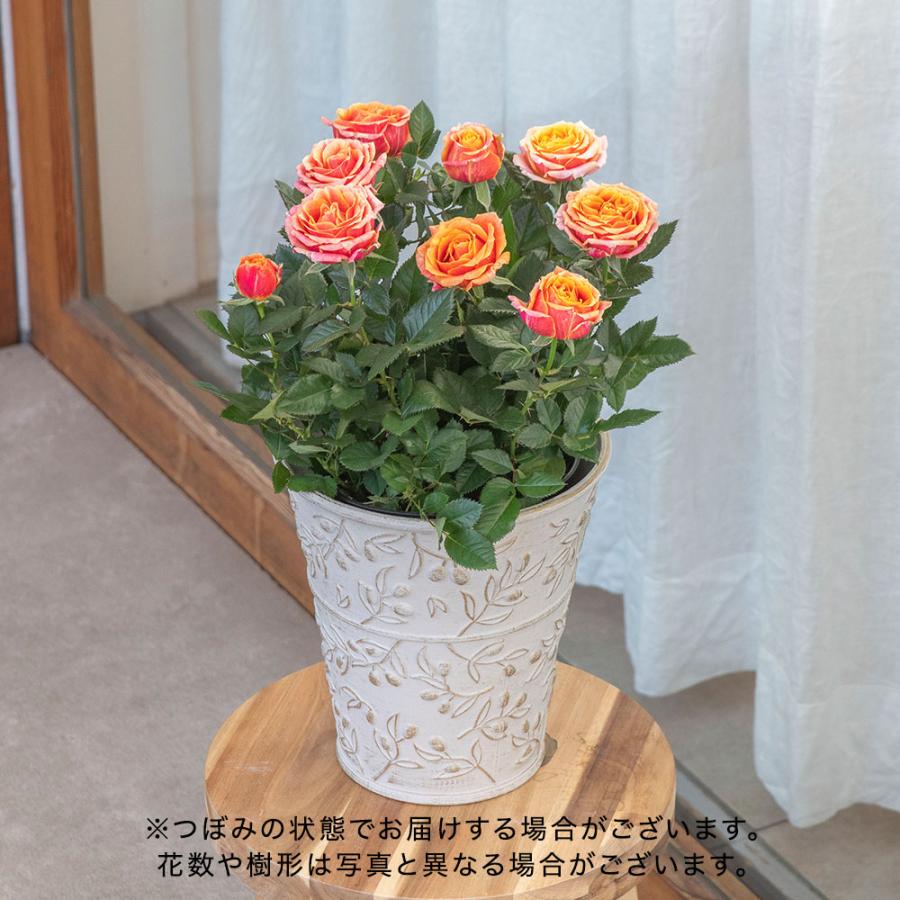 日比谷花壇（HIBIYA-KADAN） 【日比谷花壇公式】母の日 大西 隆