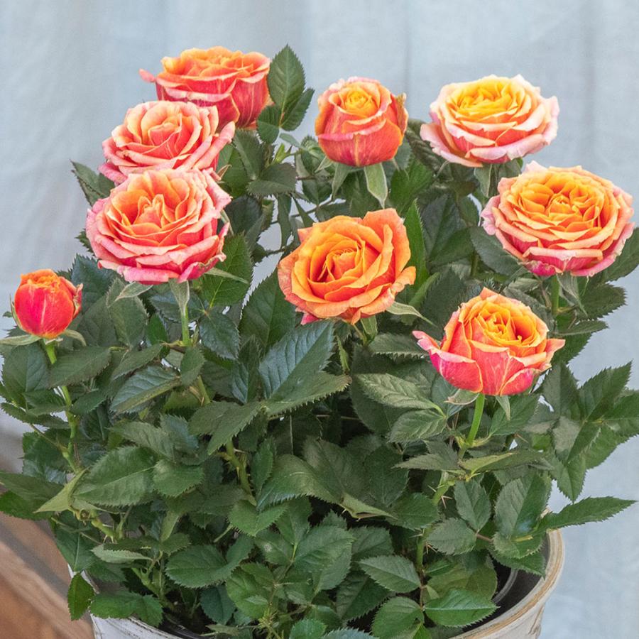 日比谷花壇（HIBIYA-KADAN） 【日比谷花壇公式】母の日 大西 隆