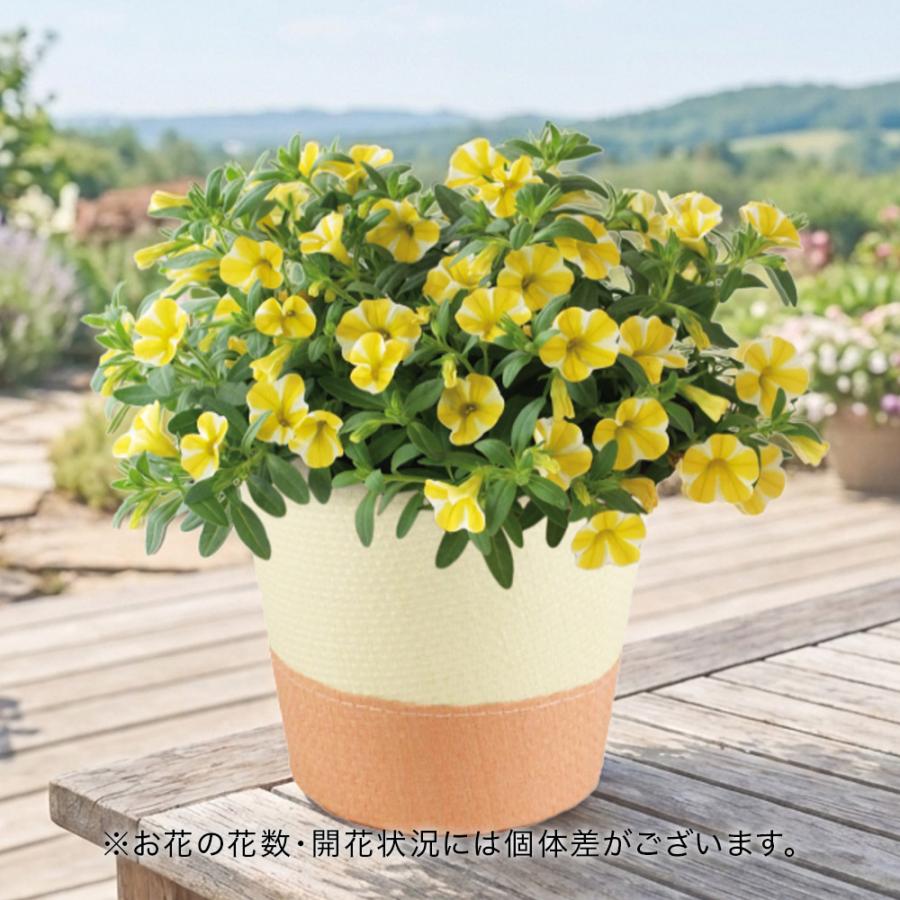 【日比谷花壇公式】母の日 花鉢 カリブラコア スーパーベル「レモンスライス」（Yahoo!・日比谷花壇 ヤフー店）