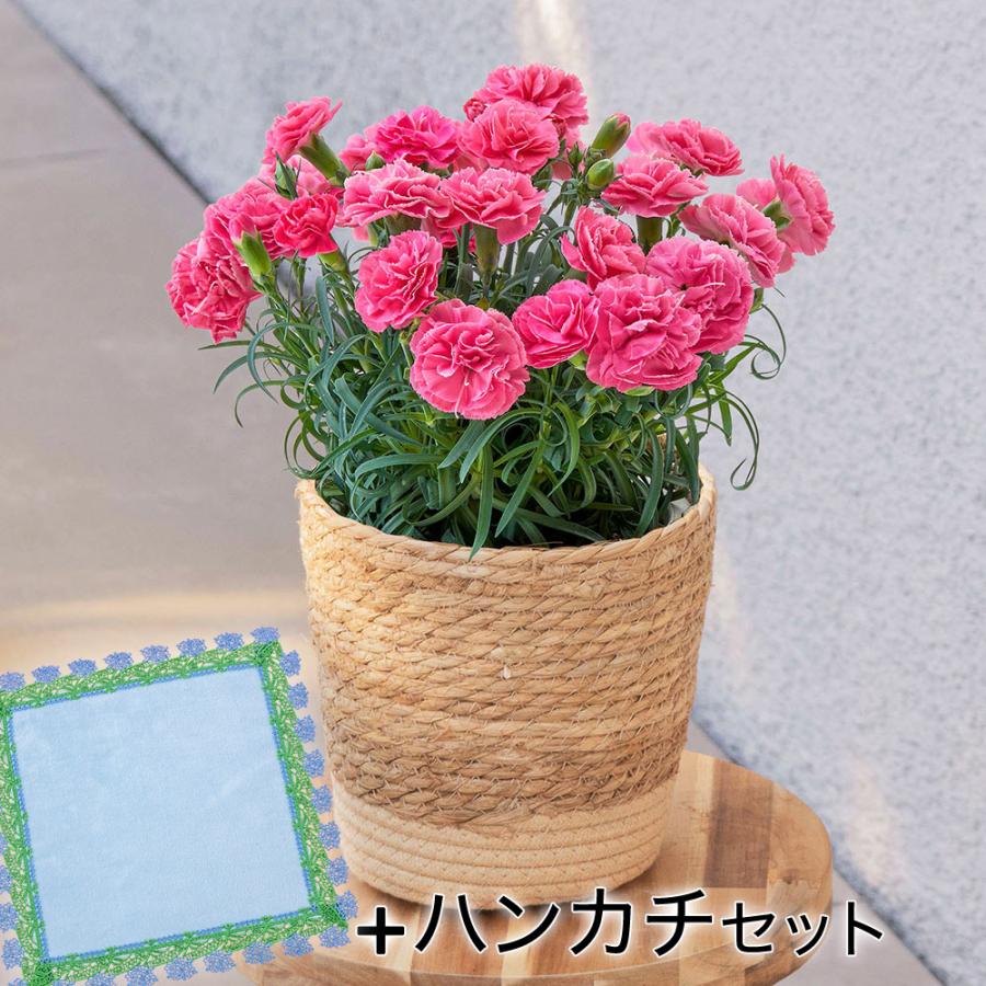 日比谷花壇（HIBIYA-KADAN） 【販売終了】【日比谷花壇公式】母の日