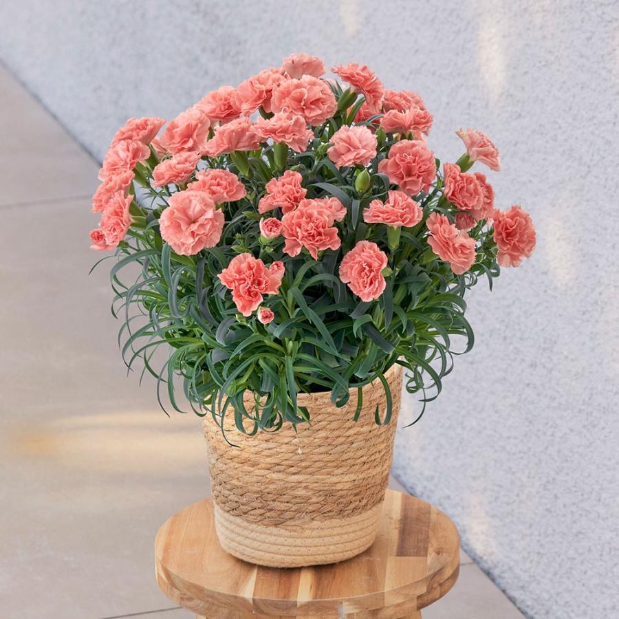 母の日 22 花 ギフト プレゼント 3種類から選べる珍しいカーネーション鉢 Mp 日比谷花壇 ヤフー店 通販 Yahoo ショッピング