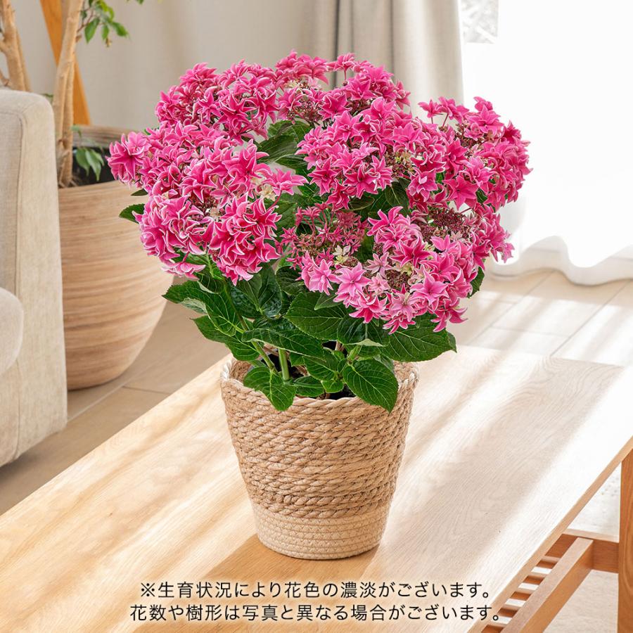 日比谷花壇（HIBIYA-KADAN） 【販売終了】【日比谷花壇公式】母の日