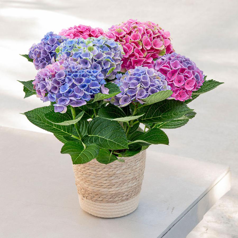 ミント　紫陽花　アジサイ　エスメラルダ　レオン　２鉢セット アジサイ レオン 5寸鉢 | 橋本種苗園